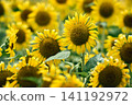 A field of sunflowers in full bloom 141192972