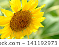 A field of sunflowers in full bloom 141192973