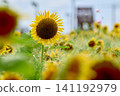 Blooming sunflower 141192979