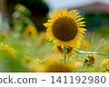 Blooming sunflower 141192980