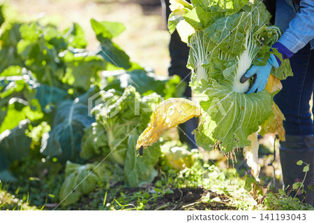 A young woman harvesting winter vegetables 141193043