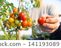 Farmers harvesting cherry tomatoes 141193089
