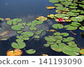Water lilies, image 141193090