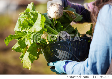 Two women harvesting winter vegetables 141193098