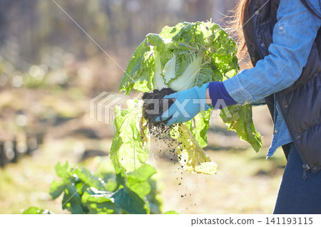 A young woman harvesting winter vegetables 141193115