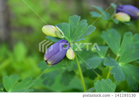 Columbine buds about to bloom Columbine buds about to bloom 141193130