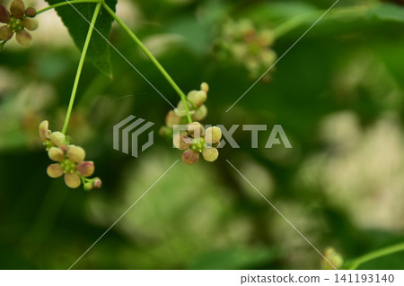 Small Euonymus flowers Small Euonymus flowers 141193140