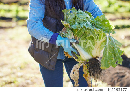 A young woman harvesting winter vegetables A young woman harvesting winter vegetables 141193177