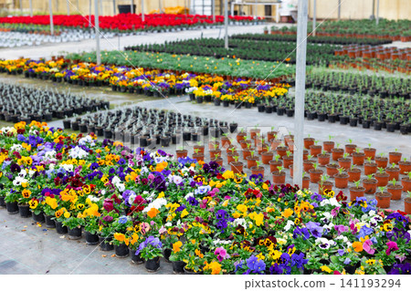 View blooming pansies growing in pots View blooming pansies growing in pots 141193294
