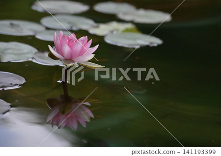 Pink water lily flower reflected on the surface of the water Pink water lily flower reflected on the surface of the water 141193399