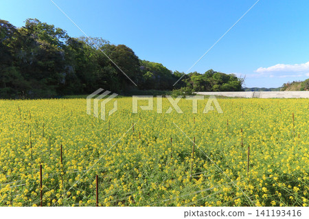 浦戶列島北島(鹽釜市)上的油菜花田 浦戶列島北島(鹽釜市)上的油菜花田 141193416