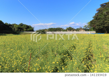 A field of rapeseed flowers on Hokujima Island in the Urado Islands (Shiogama City) A field of rapeseed flowers on Hokujima Island in the Urado Islands (Shiogama City) 141193419