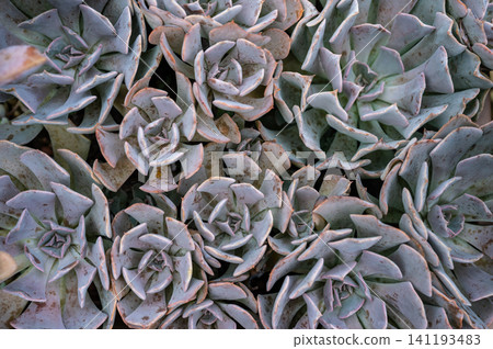Full frame shot of Echeveria succulent plants texture and background. Full frame shot of Echeveria succulent plants texture and background. 141193483