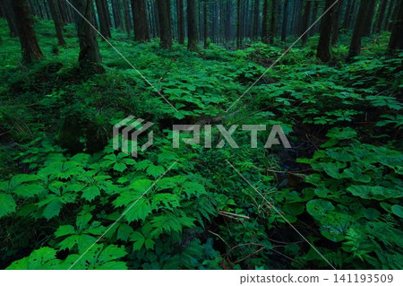 Beautiful Mototaki underground water Beautiful Mototaki underground water 141193509