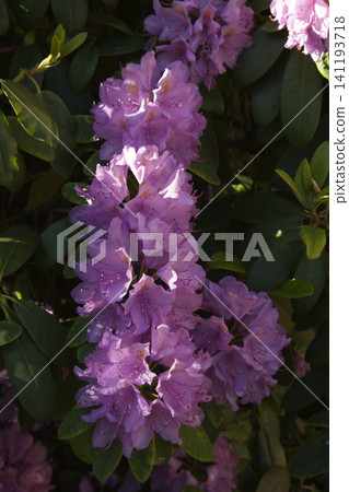 Vibrant Lilac Rhododendron Flowers Bathed in Sunlight Against Dark Foliage Vibrant Lilac Rhododendron Flowers Bathed in Sunlight Against Dark Foliage 141193718