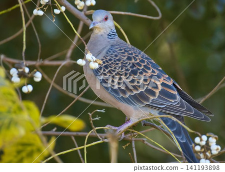 Turtledove Turtledove 141193898