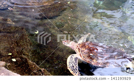 Ohama Beach: One of Japan's 100 Best Beaches, a nesting ground for sea turtles. Ohama Beach: One of Japan's 100 Best Beaches, a nesting ground for sea turtles. 141193929