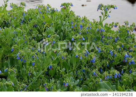 Hokkaido Rebun Island Jizoite 141194238