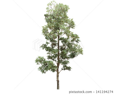 A tall, leafy green tree with a textured bark stands A tall, leafy green tree with a textured bark stands 141194274
