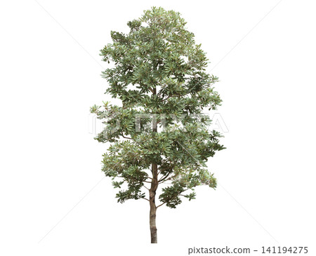A tall, leafy green tree with a textured bark stands isolated A tall, leafy green tree with a textured bark stands isolated 141194275