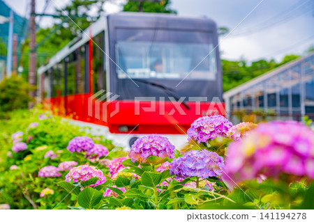 【神奈川縣】箱根登山鐵道繡球花列車 141194278