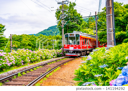 【神奈川縣】箱根登山鐵道繡球花列車 【神奈川縣】箱根登山鐵道繡球花列車 141194292