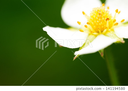 White flowers and green copy space 141194580