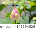 一隻蜻蜓停在蓮花花蕾上 141194626