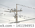 Many starlings gather on electric wires 141194953