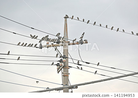 許多椋鳥聚集在電線上 許多椋鳥聚集在電線上 141194953