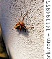Ground locust clinging to the wall 141194955