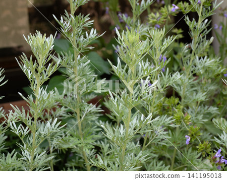 Medicinal plant: Wormwood Medicinal plant: Wormwood 141195018