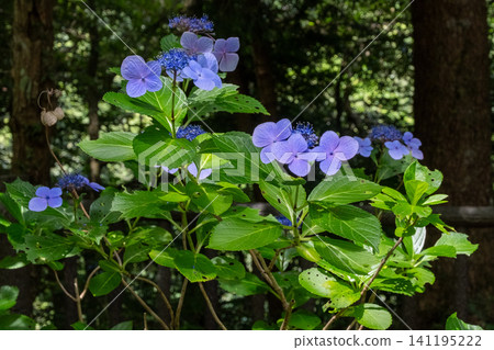 藍色繡球花 藍色繡球花 141195222