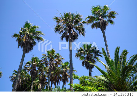 Tree of Tropical country Tree of Tropical country 141195315