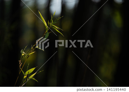 Bamboo leaves illuminated by sunlight filtering through the trees 141195440