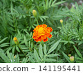 萬壽菊 141195441