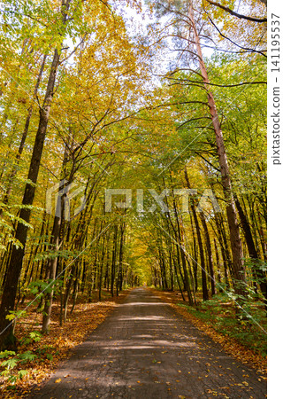 Autumn Forest Landscape With Fallen Leaves. Autumn nature concept representing seasonal transformation renewal and tranquility, where fallen leaves and colorful woodland create peaceful environment Autumn Forest Landscape With Fallen Leaves. Autumn nature concept representing seasonal transformation renewal and tranquility, where fallen leaves and colorful woodland create peaceful environment 141195537