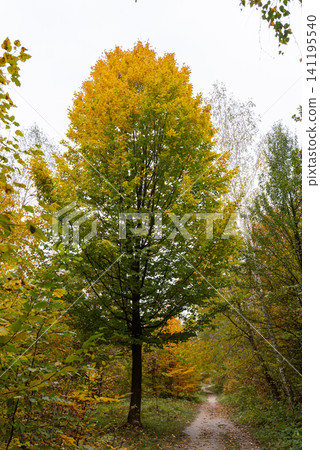 Scenic autumn forest covered with colorful fallen leaves creating vibrant natural carpet across the woodland floor. Tall deciduous trees with golden orange and red foliage surround peaceful landscape Scenic autumn forest covered with colorful fallen leaves creating vibrant natural carpet across the woodland floor. Tall deciduous trees with golden orange and red foliage surround peaceful landscape 141195540