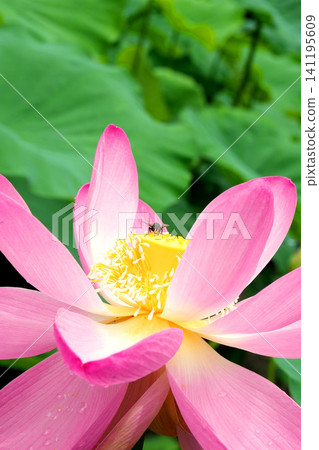 粉紅色的蓮花和馬蠅 粉紅色的蓮花和馬蠅 141195609