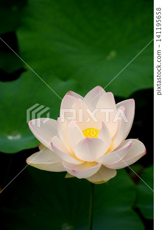 淡橙粉紅色的蓮花 淡橙粉紅色的蓮花 141195658