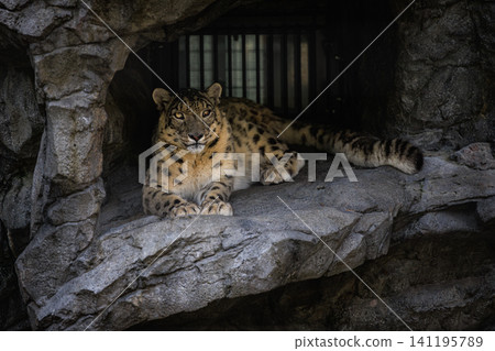 The noble and beautiful presence of the endangered snow leopard living at Asahiyama Zoo. The noble and beautiful presence of the endangered snow leopard living at Asahiyama Zoo. 141195789