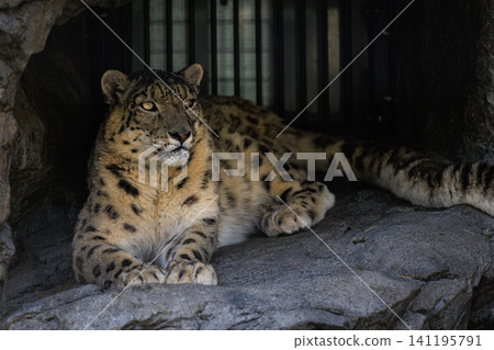 A snow leopard on a rock, its thick fur and large, powerful forelegs making a striking impression. A snow leopard on a rock, its thick fur and large, powerful forelegs making a striking impression. 141195791