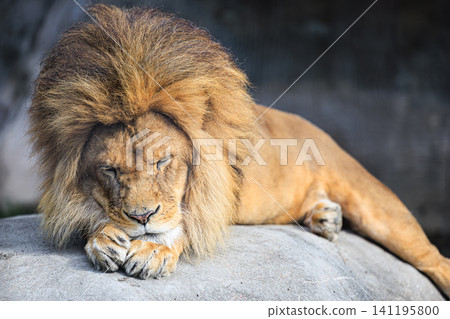 A male lion sleeps peacefully on a large rock at Asahiyama Zoo, resting its chin on its front paws. A male lion sleeps peacefully on a large rock at Asahiyama Zoo, resting its chin on its front paws. 141195800