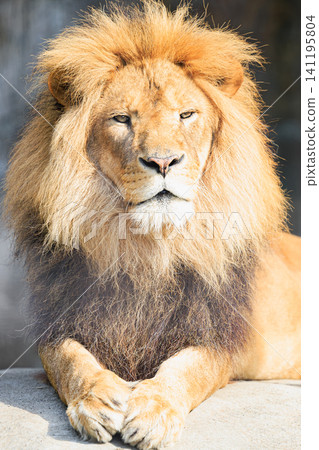 A majestic male lion lies on a rocky outcrop, its powerful forelegs together, basking in the sunlight. A majestic male lion lies on a rocky outcrop, its powerful forelegs together, basking in the sunlight. 141195804