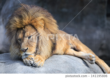 在旭山動物園,一頭獅子,百獸之王,悠閒地倚靠在圍欄裡的岩石床上放鬆身心。 在旭山動物園,一頭獅子,百獸之王,悠閒地倚靠在圍欄裡的岩石床上放鬆身心。 141195806