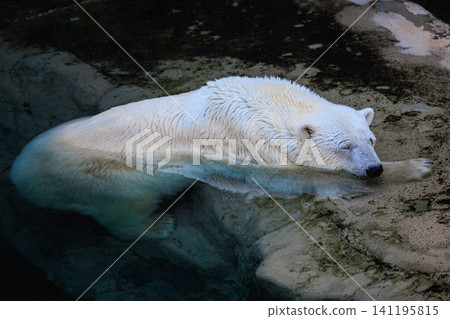 The adorable sight of a polar bear relaxing by the water's edge at Asahiyama Zoo. The adorable sight of a polar bear relaxing by the water's edge at Asahiyama Zoo. 141195815