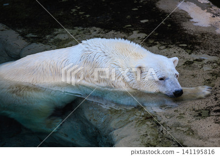 A polar bear stands quietly, resting its thick front paws on the edge of the land. A polar bear stands quietly, resting its thick front paws on the edge of the land. 141195816