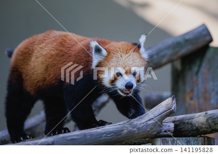 在旭山動物園,一隻可愛的紅熊貓在圍欄內的木平台上漫步。 在旭山動物園,一隻可愛的紅熊貓在圍欄內的木平台上漫步。 141195828