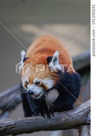The white face markings of a red panda as it nimbly moves across wooden playground equipment. 141195832