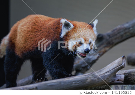 A fluffy red panda walks with powerful steps across a log at Asahiyama Zoo. 141195835